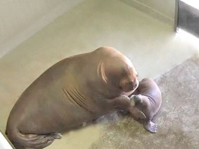 Samka the walrus and its child are seen at the Quebec City Aquarium in this file photo.