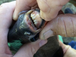 This July 22, 2018 photo provided by the Oklahoma Department of Wildlife Services shows the teeth of a native South American fish known as a pacu that was was caught in a southwestern Oklahoma lake in Caddo County by 11-year-old Kennedy Smith of Lindsay, Okla. (Tyler Howser/Oklahoma Department of Wildlife Services via AP)