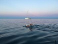 Maya Farrell, 16, set out across Lake Ontario Saturday, hoping to cross the lake at its widest point. Her support crew pulled her from the water early Sunday morning after a sore shoulder halted her progress.