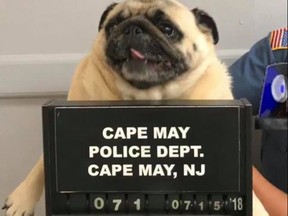 (Cape May Police Department Facebook)