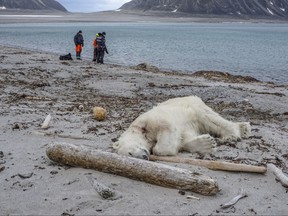 Authorities search the coastline, Saturday, July 28, 2018, after a polar bear attacked and injured a polar bear guard who was leading tourists off a cruise ship on the Svalbard archipelago archipelago between mainland Norway and the North Pole. The polar bear was shot dead by another employee, the cruise company said. (Gustav Busch Arntsen/Governor of Svalbard/NTB Scanpix via AP)