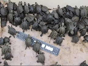This Oct. 25, 2017, photo provided by the U.S. Fish and Wildlife Service shows diamondback terrapin hatchlings in the agency's custody after they were seized, before the hatchlings were released into the protected turtles' native habitat at locations in New Jersey. (U.S. Fish and Wildlife Service via AP)