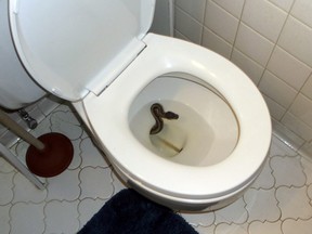In this Thursday, July 19, 2018 photo, a snake peaks out in a toilet at James Hooper's home in Virginia Beach, Va.  (James Hooper via AP)
