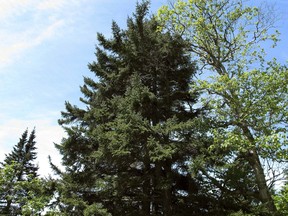 A healthy red spruce tree, center, grows on Mount Mansfield in Stowe, Vt. on June 12, 2018. (AP Photo/Lisa Rathke)