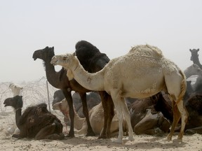 Camels are seen in a desert area on the Qatari side of the Abu Samrah border crossing between Saudi Arabia and Qatar, on June 20, 2017. (Stringer/Getty Images)