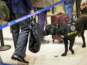 A Transportation Security Administration explosives detection dog sniffs passengers' luggage as they go through a security checkpoint at Hartsfield–Jackson Atlanta International Airport Wednesday, Nov. 25, 2015, in Atlanta. (AP Photo/David Goldman)