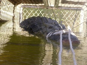 In this Monday, July 9, 2018, photo provided by the Northern Territory Department of Tourism and Culture, a large crocodile is captured in a trap near Katherine, Australia. (NT Department of Tourism and Culture via AP)