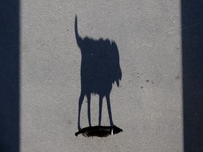 In this Sept. 28, 2011 file photo, a dog casts a shadow in St. Petersburg, Russia.