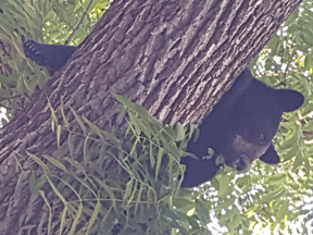A bear was sedated, captured and relocated after wandering up a tree in Port Perry, Ont., on friday, July 13, 2018. (Twitter)