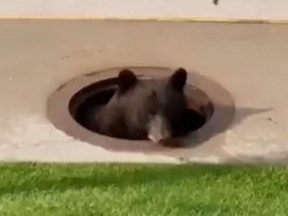 A bear stuck in a Colorado storm drain was freed after authorities removed a manhole cover. (YouTube/KOAA 5)
