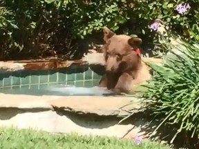 A bear was captured on video enjoying a hot tub. (Facebook)