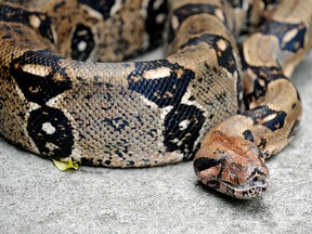 Eva, a more than two metre long boa constrictor, protects some of its thirty-one offspring. (Getty Images)