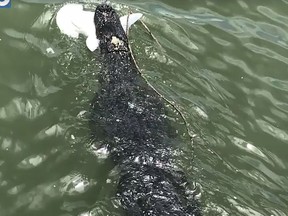 Charlie the gator swims with his meal.