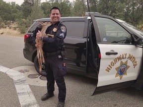 In this photo released July 28, 2018, by the California Highway Patrol, Sergeant David Fawson holds a month-old fawn that was located by Cal Fire without a mother inside the Carr Fire line near Redding, Calif. (California Highway Patrol via AP)