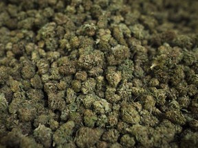 Cannabis harvested at the CannTrust Niagara Greenhouse Facility in Fenwick, Ont., is photographed on June 26, 2018.