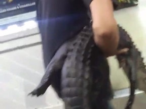 gator