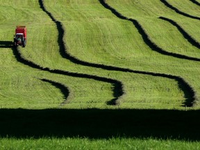 A farmer brings in freshly mown grass on June 20, 2018 in Stoetten near Kempten, southern Germany. (Karl-Josef Hildenbrand/Getty Images)