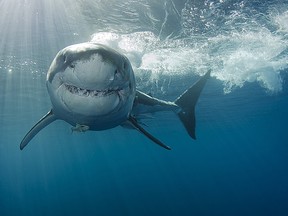 Great white shark. (Getty Images)