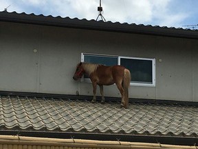 A rescue team had to save a miniature horse after he somehow got stuck on this rooftop after recent flooding in Japan. (Twitter/PeaceWindsJapan)