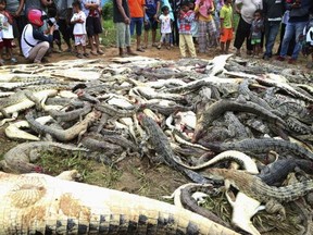 People look at the carcasses of crocodiles slaughtered by villagers in Sorong, West Papua, Indonesia on Saturday, July 14, 2018. (AP Photo/Irianti)