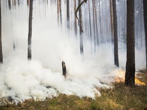 A forest fire burns in the wood in Potsdam, Germany, Thursday July 26, 2018.