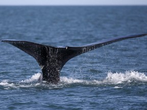 A North Atlantic right whale appears at the surface of Cape Cod bay off the coast of Plymouth, Mass., on March 28, 2018. (Michael Dwyer/The Canadian Press)