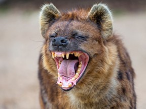 Hyena in the wild. (Getty Images)