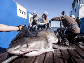A shark known as "Hilton" is seen in this handout photo. (The Canadian Press/HO, Robert Snow, OCEANCH)
