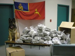 RCMP police dog Tessy poses next to seized marijuana in an RCMP handout photo. There are a number of police dogs across the country who will be out of a job before October 17, as the RCMP prepares for cannabis legalization. THE CANADIAN PRESS/HO-RCMP MANDATORY CREDIT