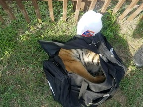 This April 30, 2018, file photo, provided by U.S Customs and Border Protection shows a male tiger in a duffle bag that was seized at the border near Brownsville, Texas. (U.S. Customs and Border Protection via AP, File)