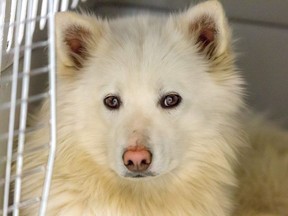 The B.C. SPCA has seized more than 60 dogs in two separate investigations, one involving a notorious mother-daughter duo that had previously been convicted of animal cruelty. This is one of 46 dogs seized from the Williams Lake investigation.