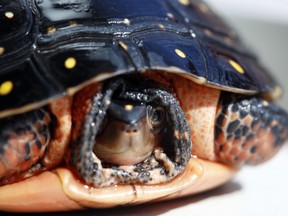 This March 11, 2009 file photo shows a spotted turtle at Region 8 DEC headquarters in Avon, N.Y.