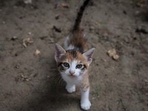 A kitten plays in a park on August 8, 2018 in Istanbul, Turkey.