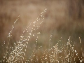 Dried grass is seen in a field on July 15, 2014 in Woodacre, California.