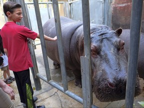 In this Feb. 12, 2016 file photo, a young visitor gets a close up view of Mara, a 12-year-old hippopotamus at the Los Angeles Zoo. (AP Photo/Richard Vogel, File)