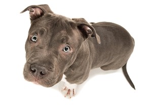 File photo of an American bully puppy.