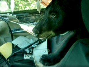 Jefferson County Sheriff's Office posted a video of a bear that ransacked an unlocked car in Colorado . (Facebook)