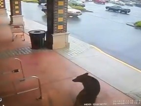 A bear visited a Connecticut liquor store on Monday. Crazy Bruces Liquors posted a video of the encounter on their Twitter. (CrazyBrucesCT/Twitter)
