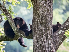 A black bear and two cubs are seen sleeping in a tree in a park in this file photo.