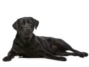 File photo of a black Labrador.