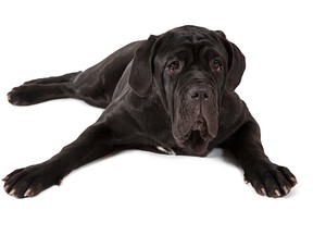 File photo of a black mastiff.