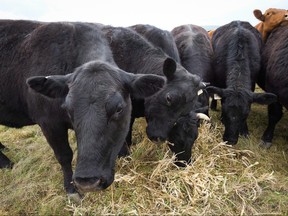 Cattle graze near Black Diamond, Alta., Friday, May 13, 2016.