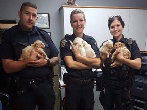 Members of the Rivers Police Service hold puppies that they rescued in a handout photo from the police service's Facebook page. (THE CANADIAN PRESS/HO-Facebook-Rivers Police Service)