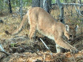A cougar caught on remote camera scavenging for food around Canmore. A trail in Kootenay National Park has been closed after a cougar was spotted on a trail near Radium Hot Springs. (Alberta Parks / Calgary Herald archive)