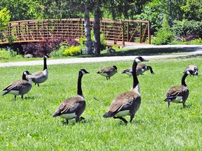 Canada geese in downtown Simcoe, Ont. (Postmedia Network file photo)