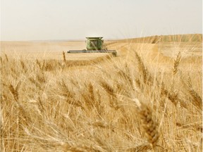 Durum wheat being combined near Hussar, Alberta.