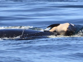 In this file photo taken Tuesday, July 24, 2018, provided by the Center for Whale Research, a dead baby orca whale is being pushed by her mother after being born near Victoria, British Columbia. (Michael Weiss/Center for Whale Research via AP)