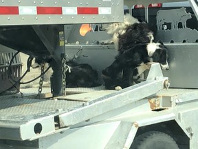 Postmedia Calgary. Rick Cuzzetto and his wife were driving south on Deerfoot Trail on Wednesday afternoon when they saw a truck pulling a livestock trailer with three dogs chained to the flatbed of the truck. Photo courtesy of Rick Cuzzetto.