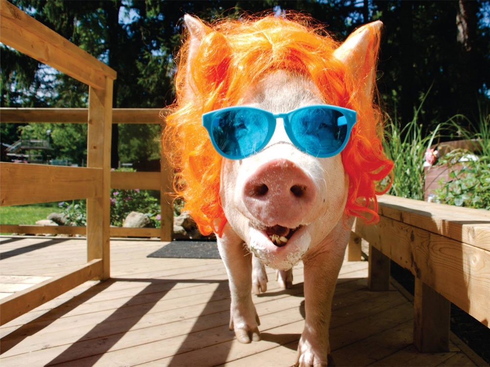 Esther the Wonder Pig diagnosed with cancer after CT scan Ottawa Citizen