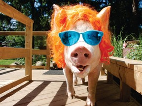 Esther The Wonder Pig. (EstherThePig/Twitter)